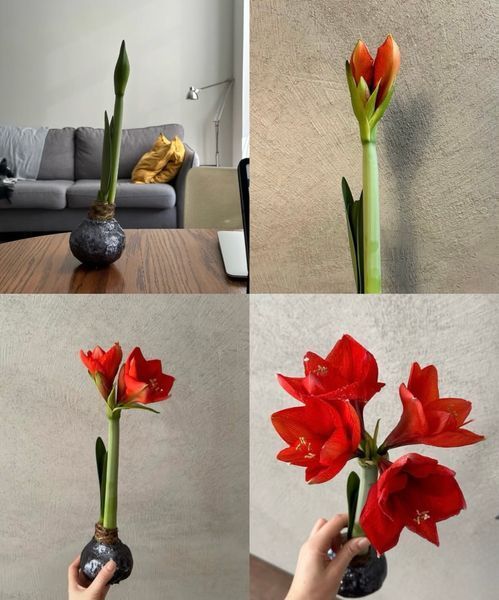 Amaryllis in wax