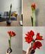 Amaryllis in wax