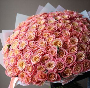 101 peach rose №560