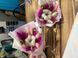 Mini bouquet of dried flowers №21